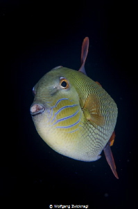 Trigger fish - taken with my 60 mm Makrolens. by Wolfgang Zwicknagl 